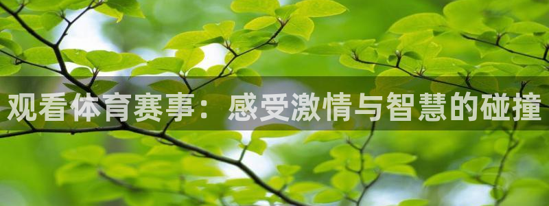 观看体育赛事：感受激情与智慧的碰撞